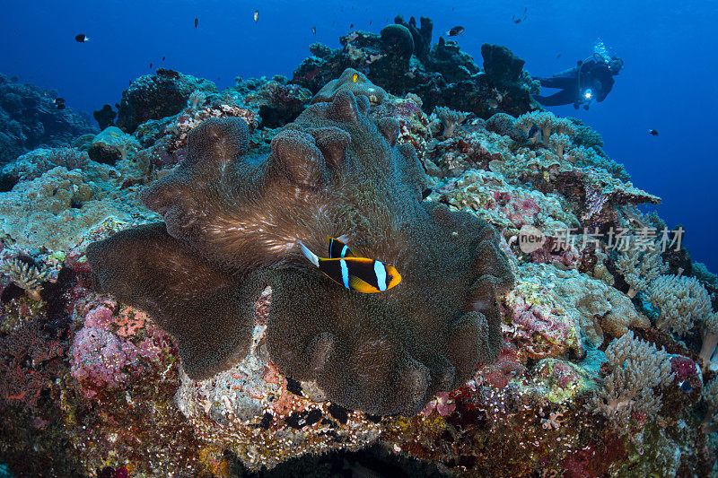 橘鳍海葵鱼(chrysopterus Amphiprion)和女潜水员-帕劳，密克罗尼西亚